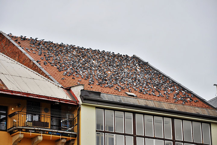 A2B Pest Control are able to install spikes to deter birds from roofs in Bootle. 