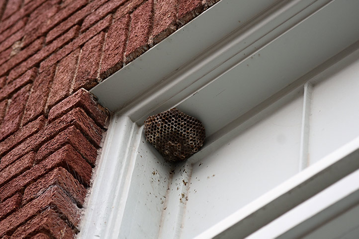 We provide a wasp nest removal service for domestic and commercial properties in Bootle.